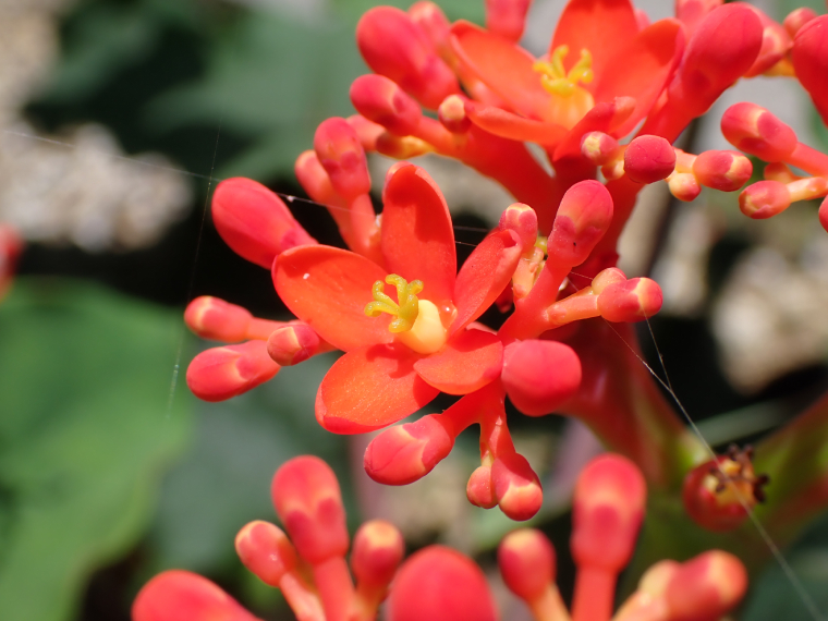 (bài Viết) Ngô đồng Cảnh