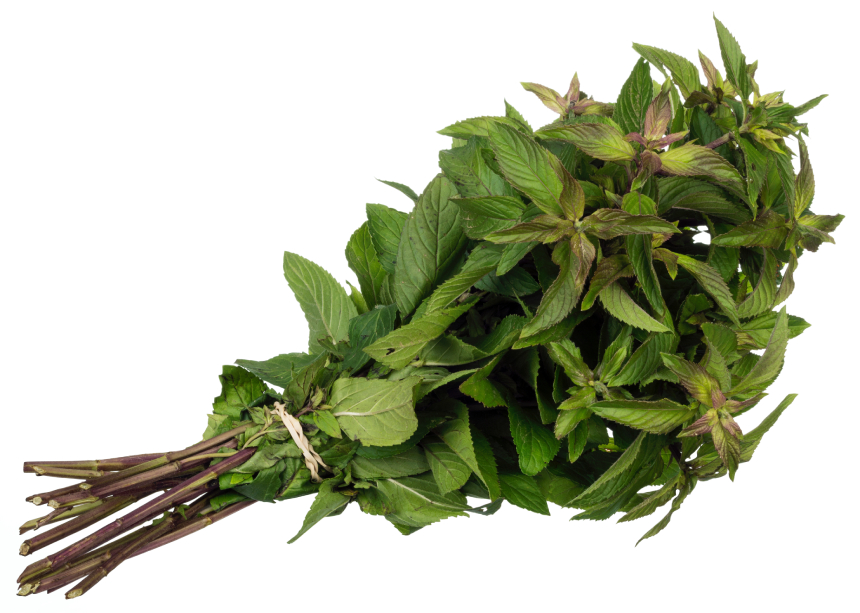 Bạc Hà Âu 2