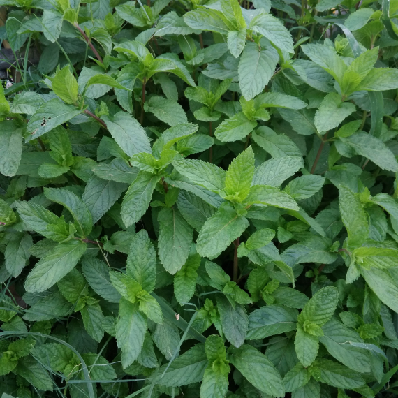 Bạc Hà Âu 6