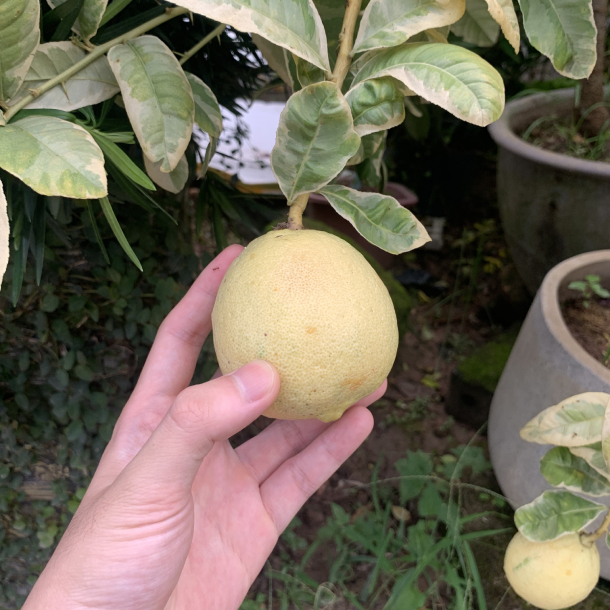 Chanh Cẩm Thạch 10