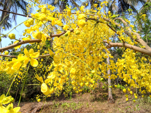 Muồng Hoàng Yến 1