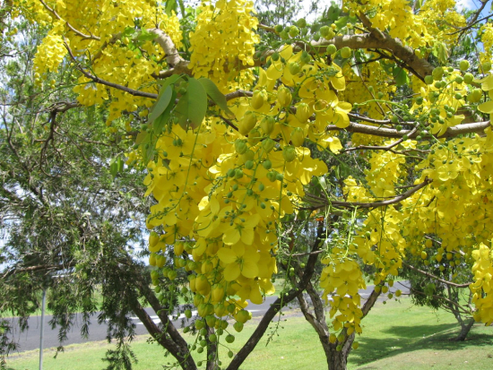 Muồng Hoàng Yến 2