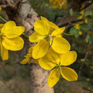 Muồng Hoàng Yến 3