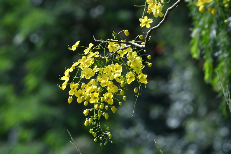 Muồng Hoàng Yến 4