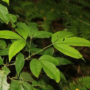 Ba Chạc 3
