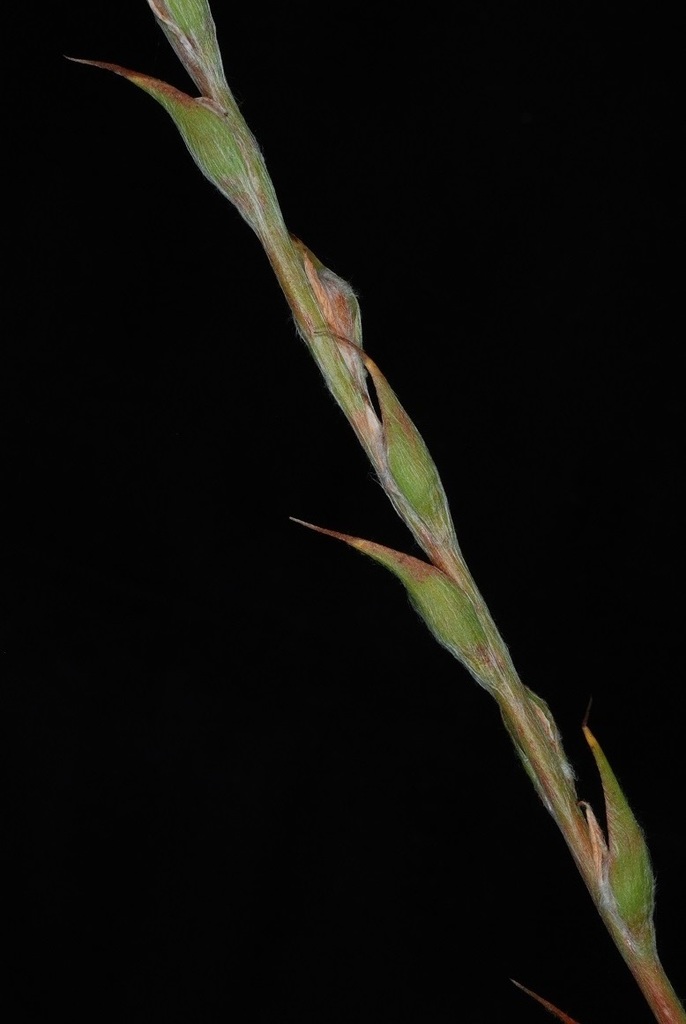 Cỏ đuôi Lươn 1