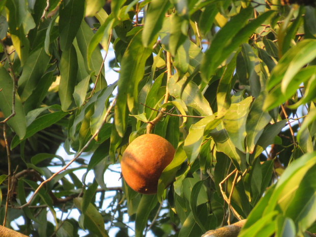 Đại Phong Tử 1