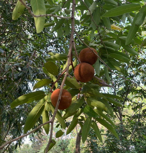 Đại Phong Tử 2