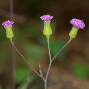 Rau Má Lá Rau Muống 1