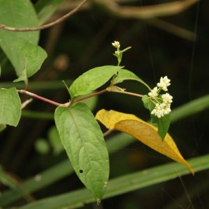 Thồm Lồm 3