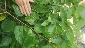 Cay Khung Kheng Cay Khung Kheng