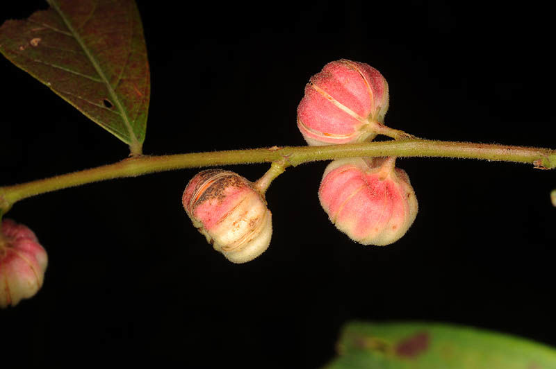 Bòn Bọt 2