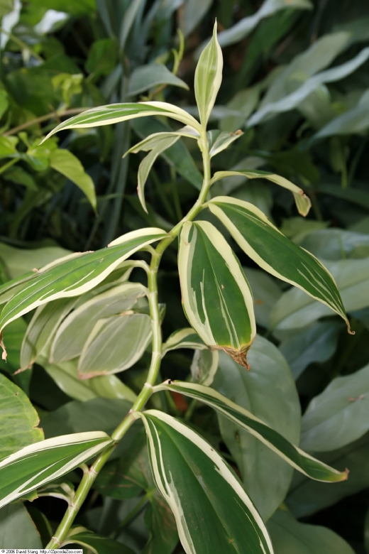 Cát Lồi Var 1