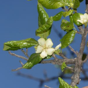 Găng Tu Hú 2
