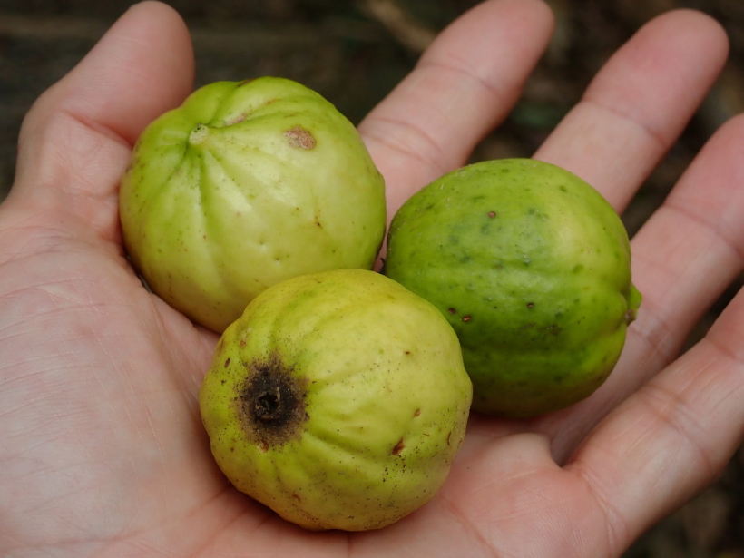 Găng Tu Hú 5