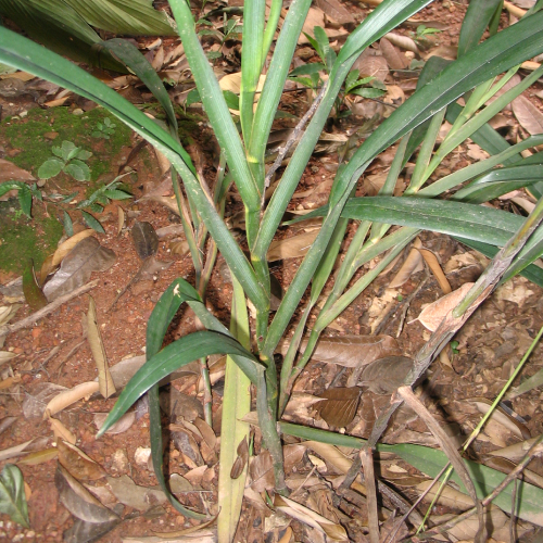 Hương Bài 1