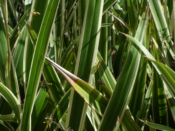 Hương Bài 3