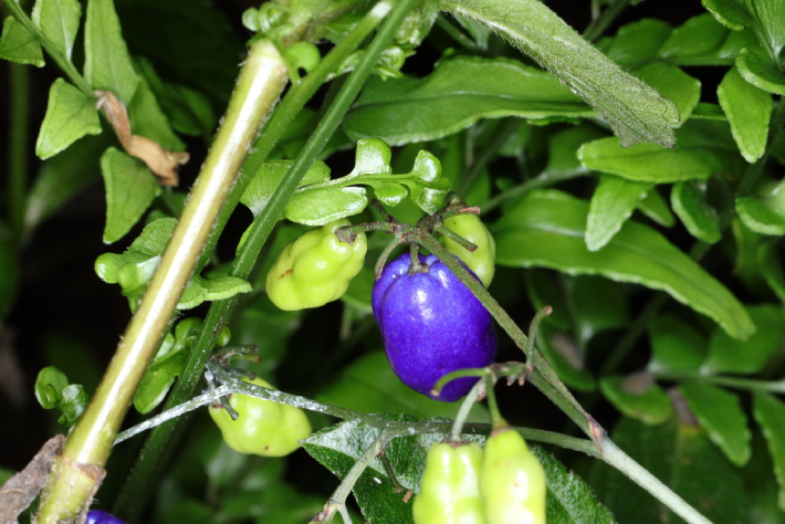 Hương Bài 4