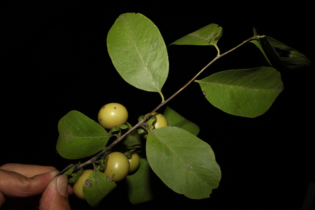 Mắc Nưa 1