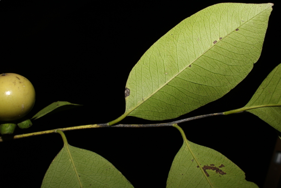 Mắc Nưa 3