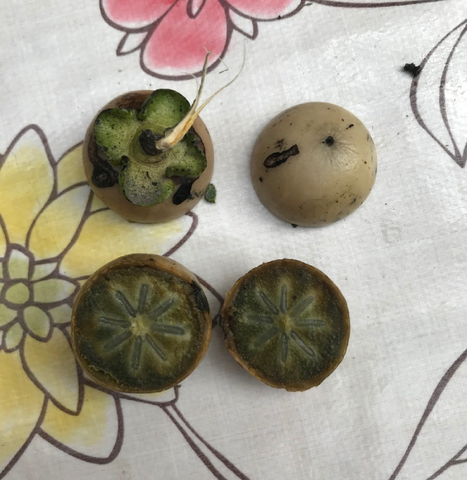 Mắc Nưa 4
