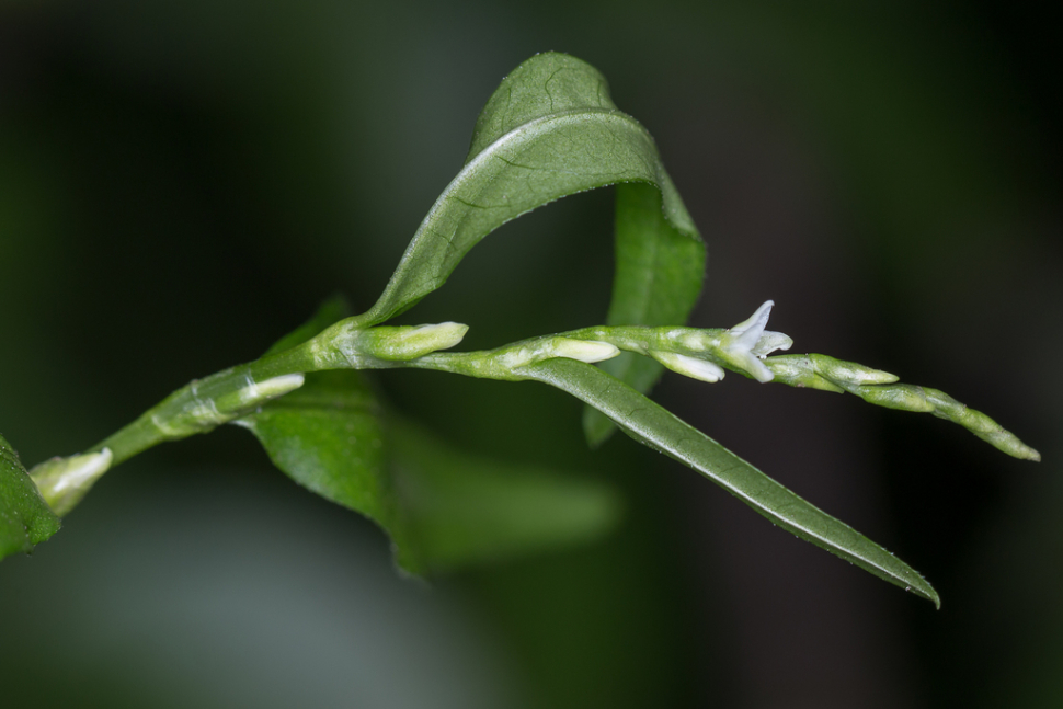 Nghể Răm 3