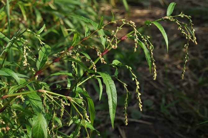 Nghể Răm 6