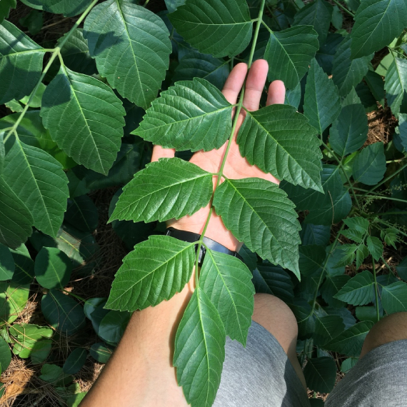 Sầu đâu Rừng 2