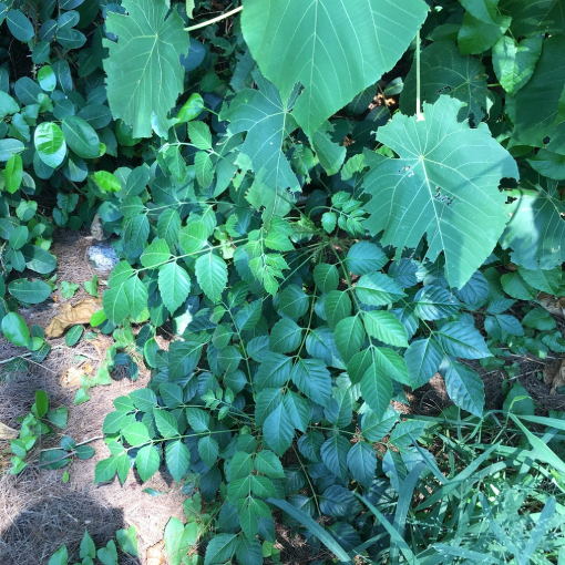Sầu đâu Rừng 3