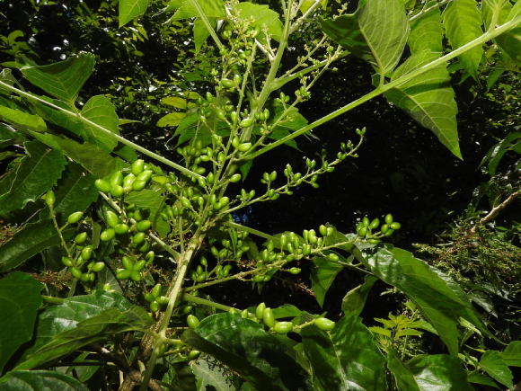 Sầu đâu Rừng 4