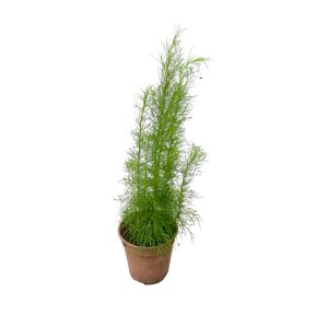 Thì Là Thân Gỗ 1