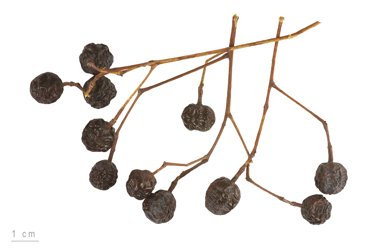 Melia Azedarach Mhnt.bot.2007.40.34.jpg