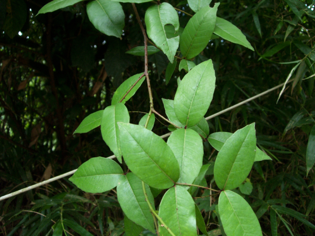 Ùb: < ±l < ¸Ñ Shining Prickly Ash