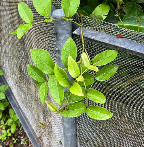 Xuyên Tiêu 3