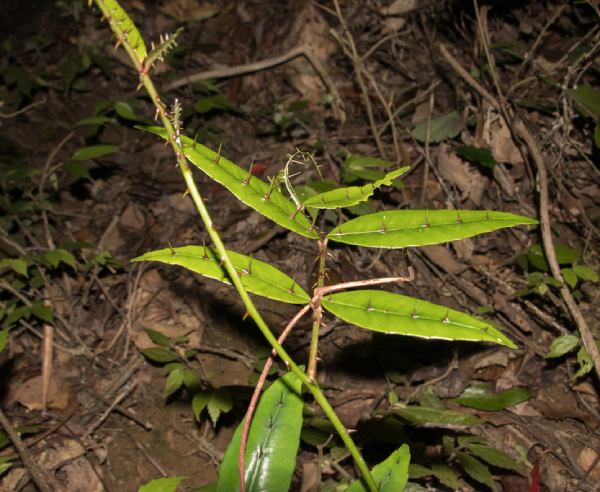 Xuyên Tiêu 4