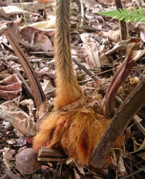 Cẩu Tích 2