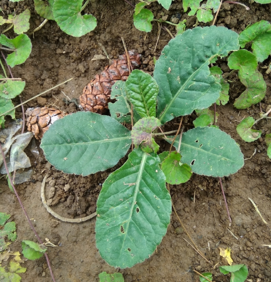 Chỉ Thiên 5