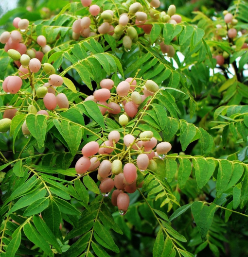 Dâu Da Xoan 4
