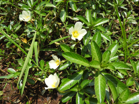 Dừa Nước 2