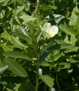 Dừa Nước 3