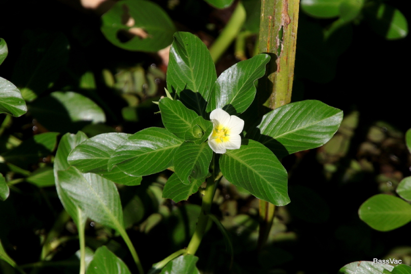 Dừa Nước 5