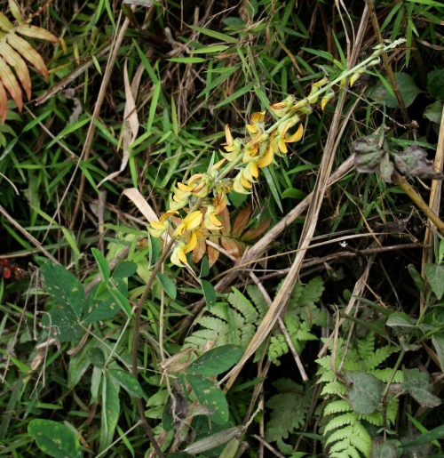 Lục Lạc Hoa Vàng 2