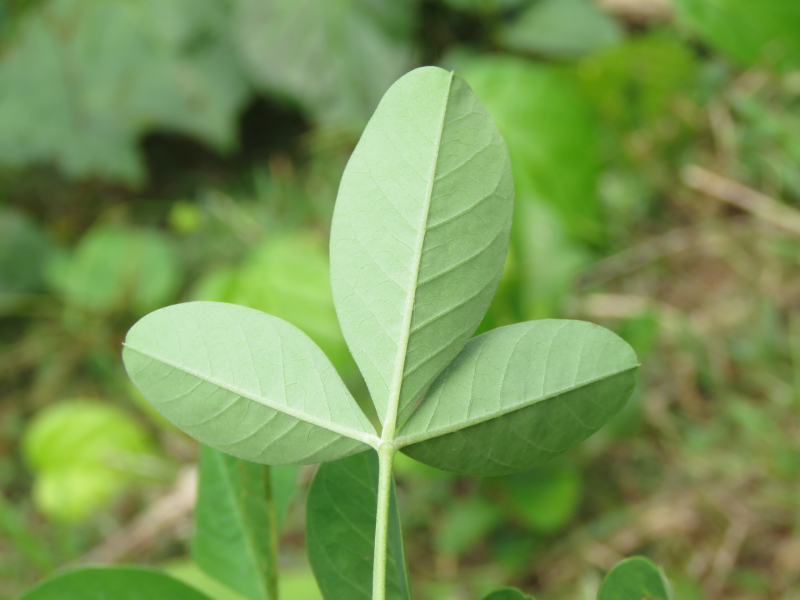 Lục Lạc Hoa Vàng 5