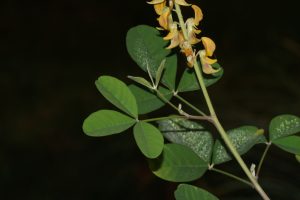 Lục Lạc Hoa Vàng 6