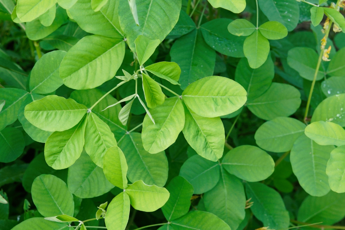 Lục Lạc Hoa Vàng 7