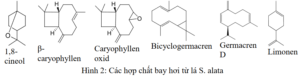 Muồng Trâu 1