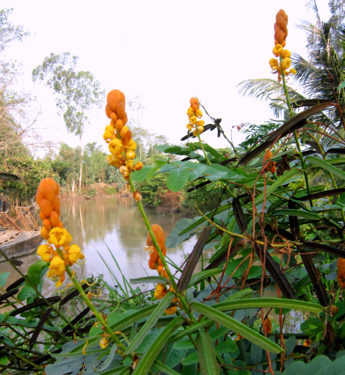 Muồng Trâu 5