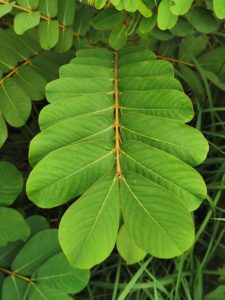 Muồng Trâu 7