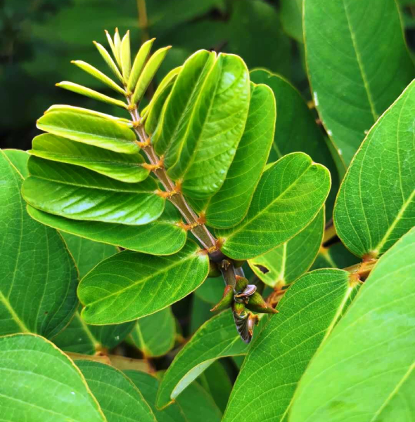 Muồng Trâu 8