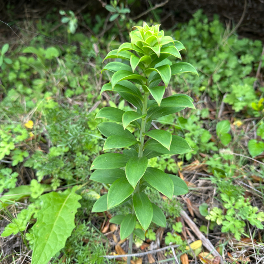 Bách Hợp 7